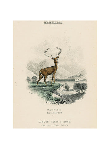 John Derian Red Deer Rectangular Tray